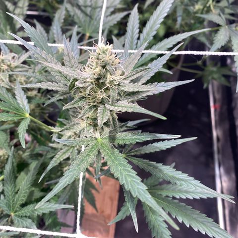 Gorilla Zkittlez Auto #1 growlog timeline photo