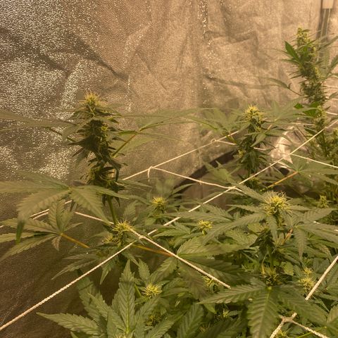 Gorilla Zkittlez Auto #2 growlog timeline photo