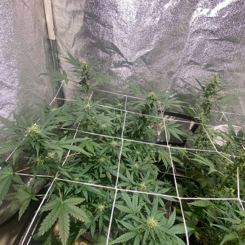 Gorilla Zkittlez Auto #2 growlog timeline photo