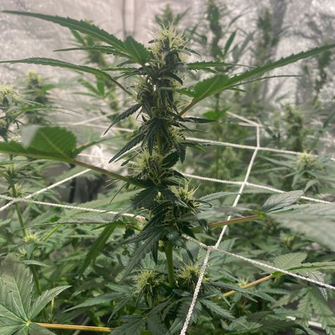 Gorilla Zkittlez Auto #2 growlog timeline photo