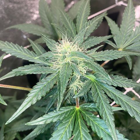 Gorilla Zkittlez Auto #2 growlog timeline photo