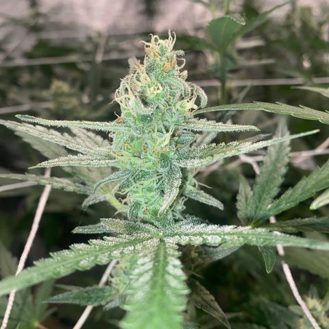 Gorilla Zkittlez Auto #1 growlog timeline photo
