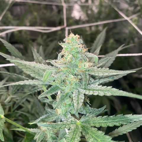 Gorilla Zkittlez Auto #1 growlog timeline photo