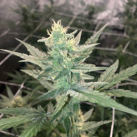 Gorilla Zkittlez Auto #1 growlog timeline photo