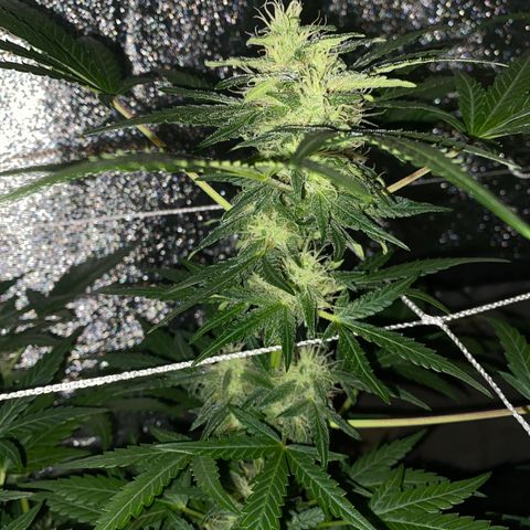 Gorilla Zkittlez Auto #2 growlog timeline photo