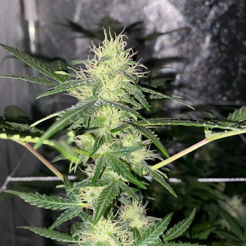 Gorilla Zkittlez Auto #2 growlog timeline photo