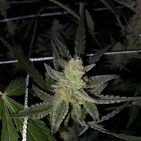 Gorilla Zkittlez Auto #1 growlog timeline photo
