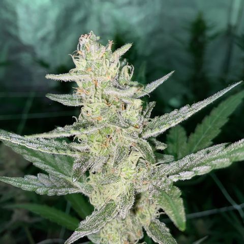 Gorilla Zkittlez Auto #1 growlog timeline photo