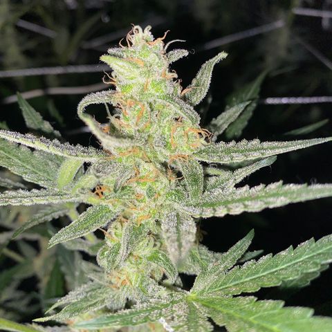 Gorilla Zkittlez Auto #1 growlog timeline photo