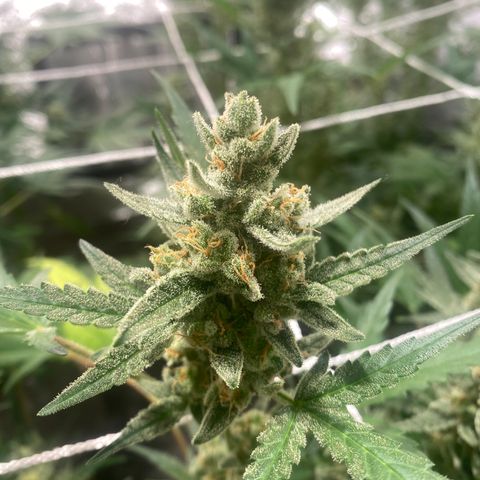 Gorilla Zkittlez Auto #1 growlog timeline photo