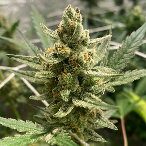 Gorilla Zkittlez Auto #1 growlog timeline photo