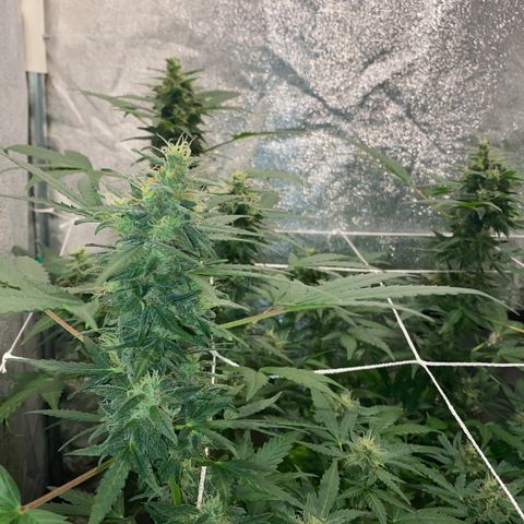 Gorilla Zkittlez Auto #2 growlog timeline photo
