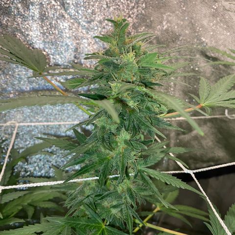 Gorilla Zkittlez Auto #2 growlog timeline photo