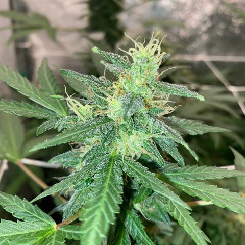 Gorilla Zkittlez Auto #2 growlog timeline photo