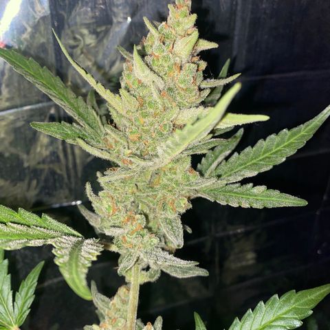 Gorilla Zkittlez Auto #1 growlog timeline photo