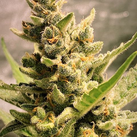 Gorilla Zkittlez Auto #1 growlog timeline photo
