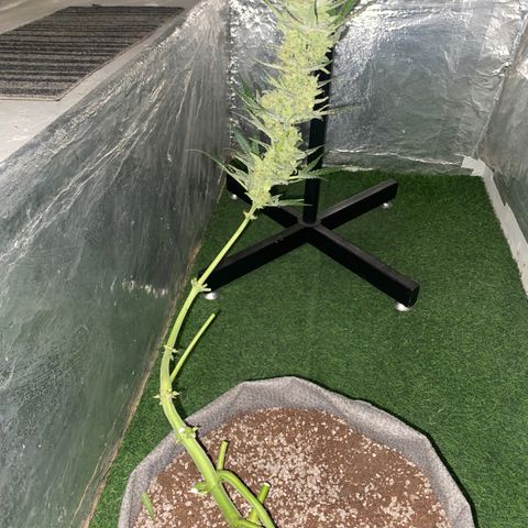 Gorilla Zkittlez Auto #1 growlog timeline photo