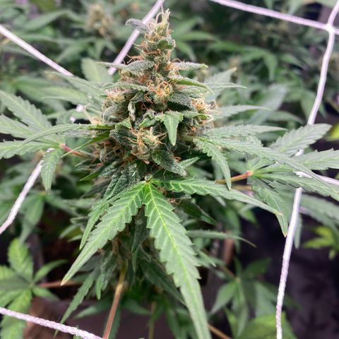 Gorilla Zkittlez Auto #2 growlog timeline photo