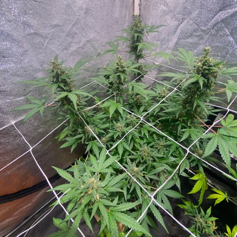 Gorilla Zkittlez Auto #2 growlog timeline photo