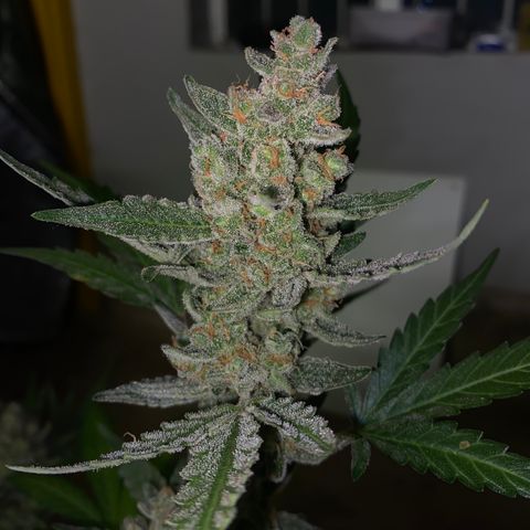 Gorilla Zkittlez Auto #1 growlog timeline photo