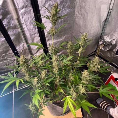 Gorilla Zkittlez Auto #1 growlog timeline photo
