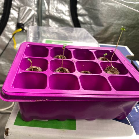 Blunicorn Sherbet growlog timeline photo
