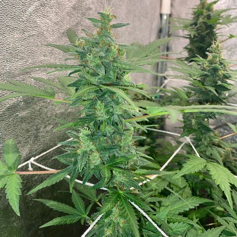 Gorilla Zkittlez Auto #2 growlog timeline photo
