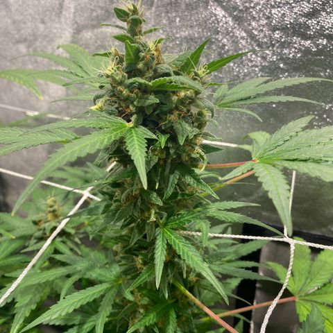 Gorilla Zkittlez Auto #2 growlog timeline photo