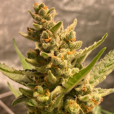 Gorilla Zkittlez Auto #1 growlog timeline photo