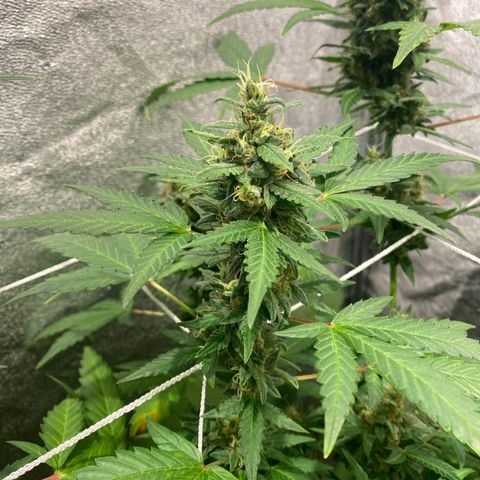 Gorilla Zkittlez Auto #2 growlog timeline photo