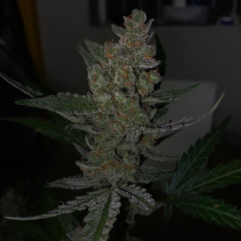 Gorilla Zkittlez Auto #1 growlog timeline photo