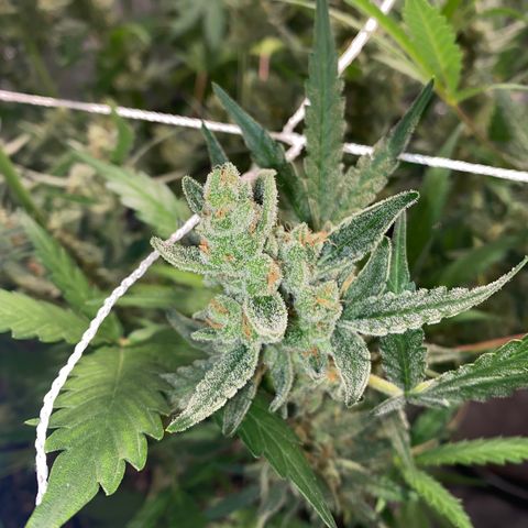 Gorilla Zkittlez Auto #1 growlog timeline photo