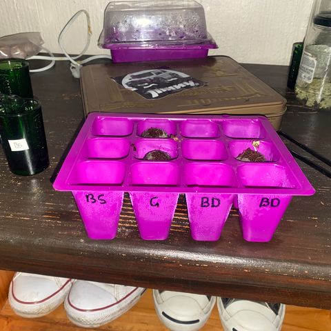 Blunicorn Sherbet growlog timeline photo