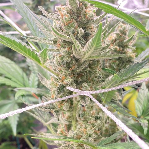 Gorilla Zkittlez Auto #1 growlog timeline photo