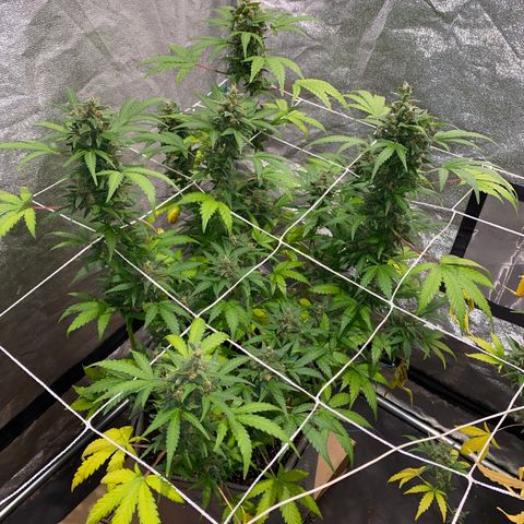Gorilla Zkittlez Auto #2 growlog timeline photo