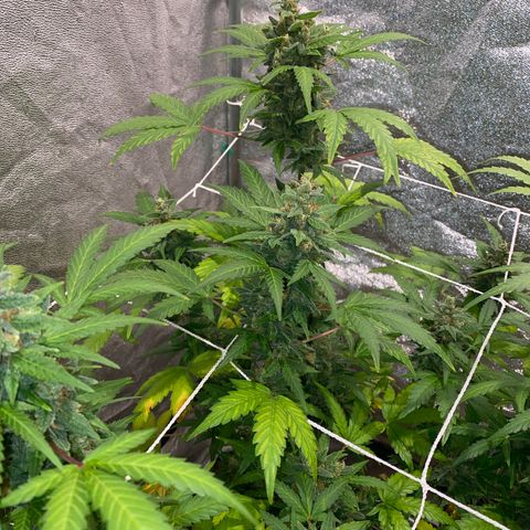 Gorilla Zkittlez Auto #2 growlog timeline photo