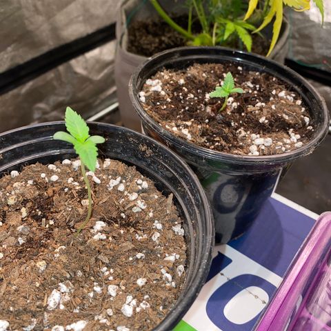 Gusheshe growlog timeline photo