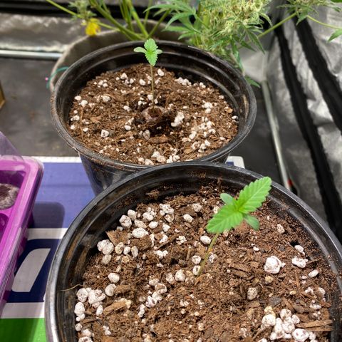 Black Dosidos growlog timeline photo