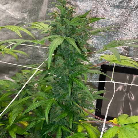 Gorilla Zkittlez Auto #2 growlog timeline photo