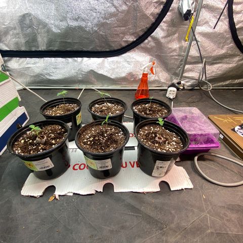 Blunicorn Sherbet growlog timeline photo
