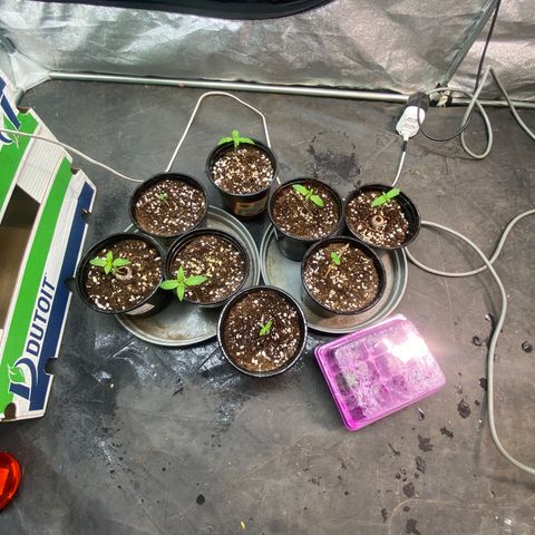 Blunicorn Sherbet growlog timeline photo
