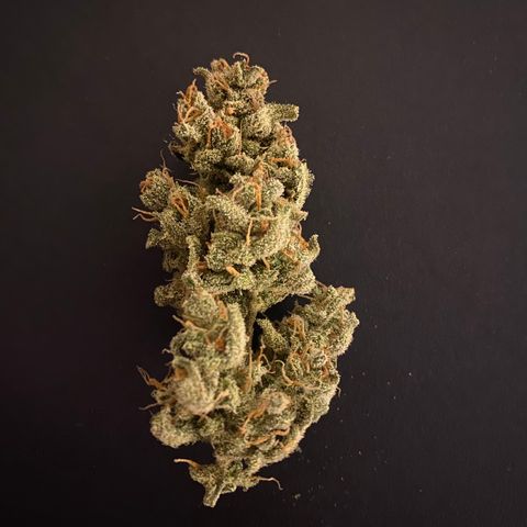 Gorilla Zkittlez Auto #1 growlog timeline photo