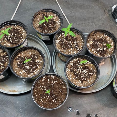 Blunicorn Sherbet growlog timeline photo