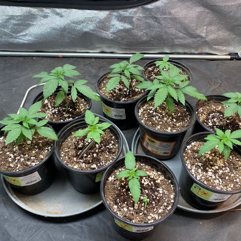 Blunicorn Sherbet growlog timeline photo