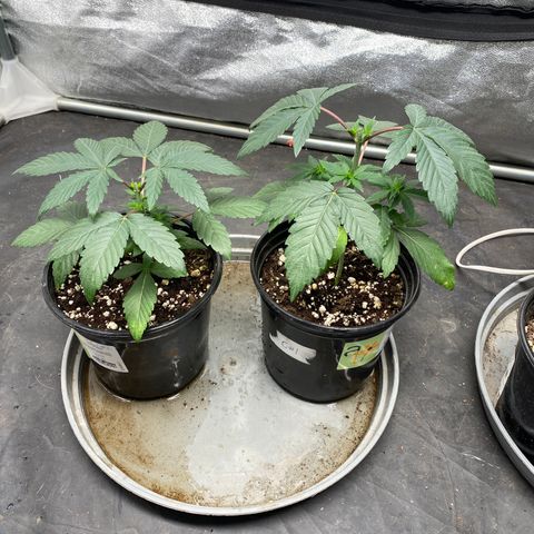 Gusheshe growlog timeline photo