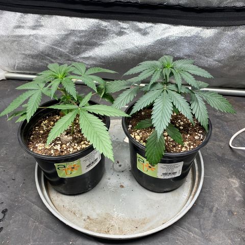 Blunicorn Sherbet growlog timeline photo