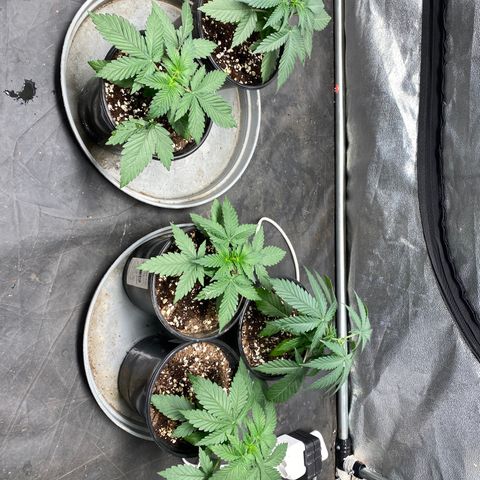 Black Dosidos growlog timeline photo