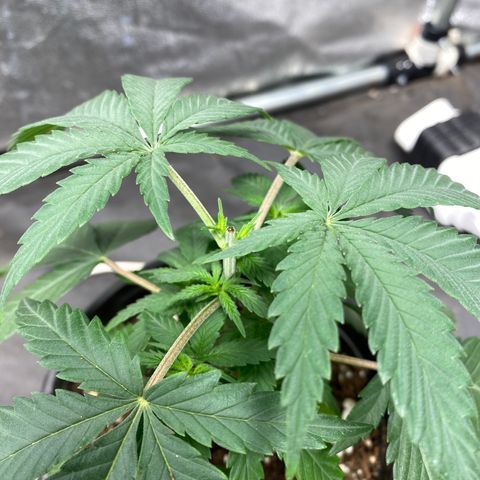 Black Dosidos growlog timeline photo