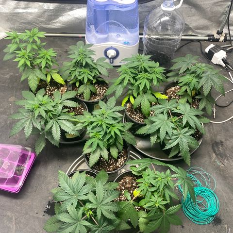 Black Dosidos growlog timeline photo