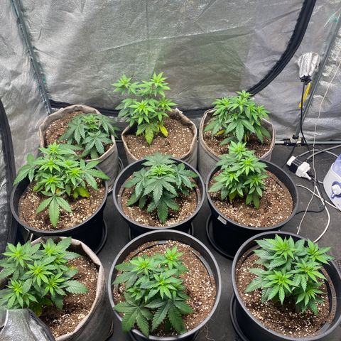 Blunicorn Sherbet growlog timeline photo